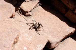 We also got to see a tarantula as we scrambled up the side of the bridge, back to the top of the highway. 