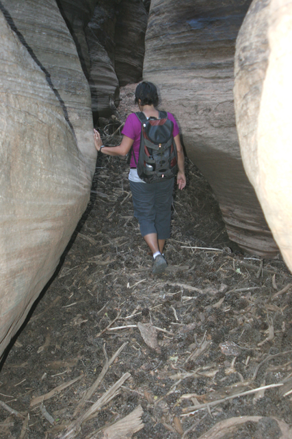 A floor of pine cones built up from constant flash floods covers one section of this canyon.