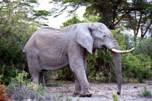 African elephant roaming its home.