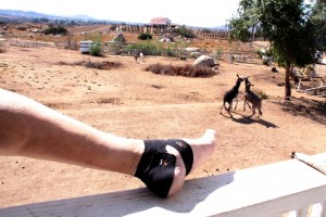 KT tape supported foot tendon soreness, but is thin enough to wear with shoes or boots. Pay no attention to those quarelling donkeys in the background.