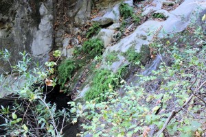 Wild ferns grow along the creekside