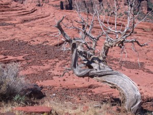 A weathered tree stands guard over erroded top rock that end up like marbels.