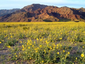 Spring wild flowers in Death Valley NP, California. Photo by Alan Van, Courtesy National Park Service.