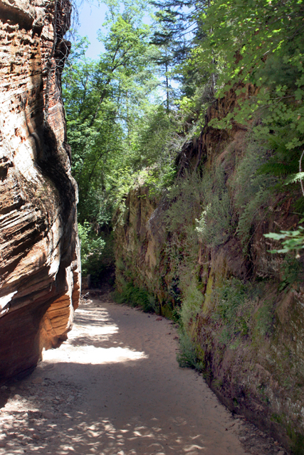 Hidden Canyon has high walls with lots of ferns and trees. A sandy bottom makes hikng slow but worth the trek in. Photo by Dan Sanchez, FreshAirJunkie.com 